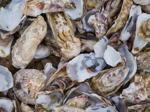 Discarded oyster shells on the beach at Cancale on the Brittany coast in No.. Stockfoto's