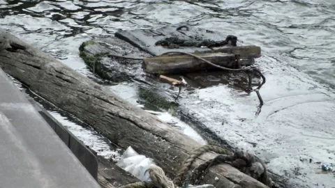 Discarded planks of wood float in dirty seawater Stock Footage 156054641