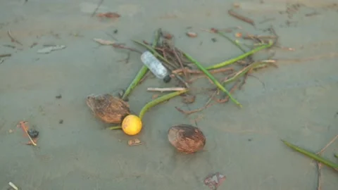 Discarded plastic bottle, coconut shells, organic waste littering sandy Stock Footage 317065879