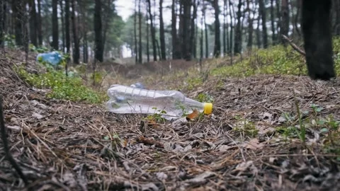 Discarded Plastic Bottle Lying on Dry Pine Needles in Forest Stock Footage 323259620