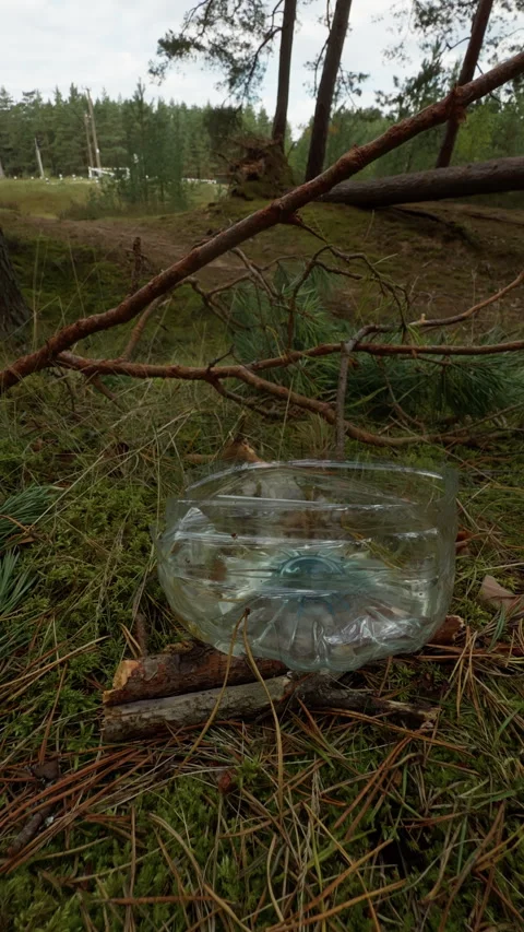 Discarded plastic bottle on mossy forest floor with fallen branches and pine Stock Footage 345264632