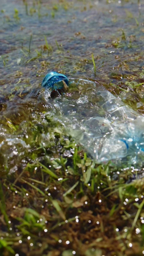 Discarded plastic bottle in muddy water, surrounded by vegetation Stock Footage 346341698