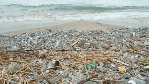 Discarded plastic debris trash pollution after sea swell storm,nature waste Stock Footage 235397326