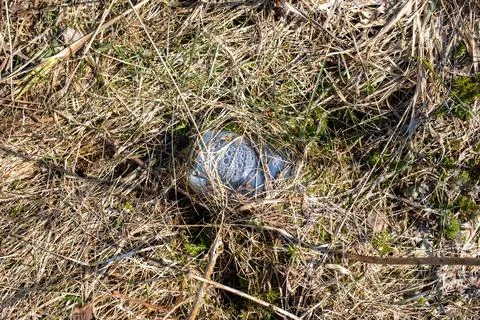Discarded plastic trash in the forest. A plastic bottle left in the forest is Stock Photos