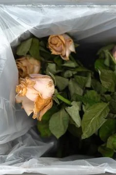 Discarded roses with drooping stems. Wilted roses inside plastic bag after .. Stock Photos