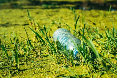 Discarded single-use plastic bottle trapped in river grass and duckweed. Co.. Fotos Stock