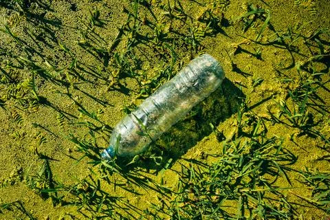 Discarded single-use plastic water bottle trapped in dense algae and duckwe.. Stock Photos