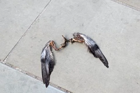 Discarded Wings Stock Photos