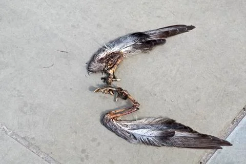 Discarded Wings Stock Photos