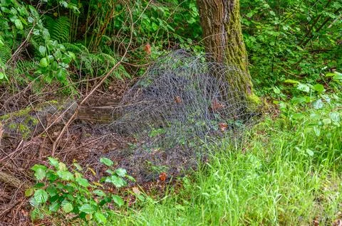 Discarded wire mesh entangled with branches and lush green foliage in a woodl Stock-Fotos