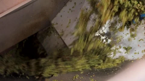 Discharge and conveying section of white grapes Stock Footage 242523053