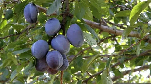 Discharges grow on tree Stock Footage 10680708