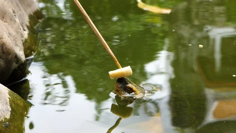 A disciplined turtle being offered a piece of banana but doesn't eat it Stock Footage 94036509