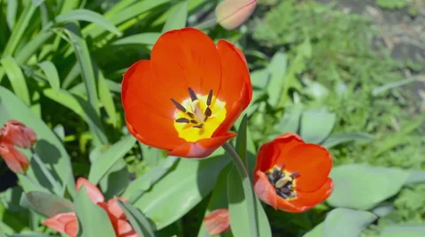 Disclosed red tulips Stock Footage 55632898