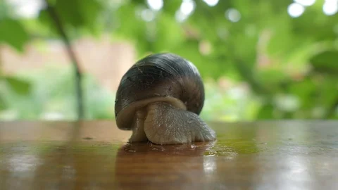 Discloses A Grape Snail, Close Up Video stock 98626652