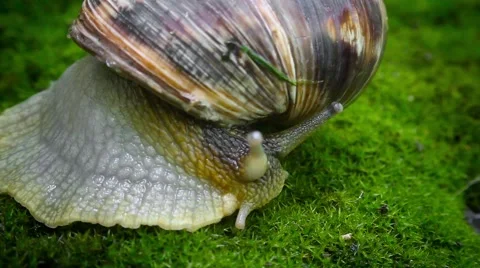 Discloses a the grape snail 스톡 동영상 64016668