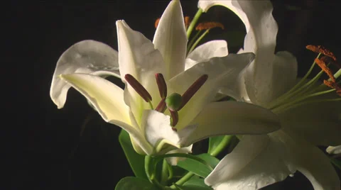 Disclosure of lilies Stock Footage 27288202