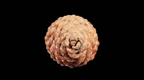 Disclosure of pine cones ALPHA matte, (Pinus L.), Full HD. Stock Footage 49918323