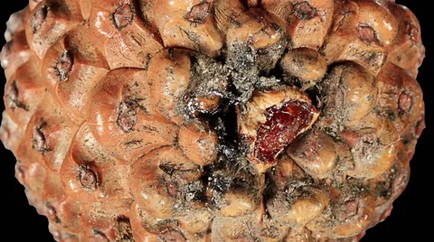 Disclosure of pine cones ALPHA matte, (Pinus L.) Stock Footage 59141593