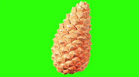 Disclosure of pine cones green screen, (Pinus L.), Full HD. Stock Footage 49851791