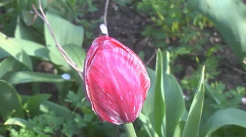 Disclosure of pink tulip Stock Footage 23108164