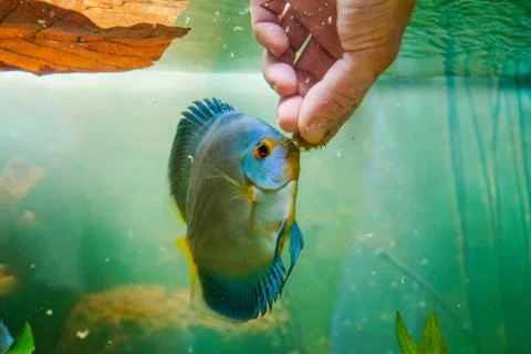 Disco fish blue diamond eats Artemisia from the hand of man Stock Photos