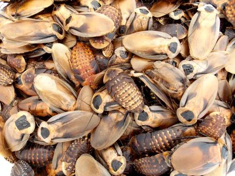 Discoid roach colony Stock Photos