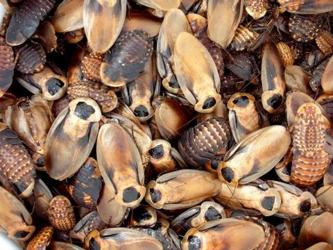 Discoid roaches Stock Photos