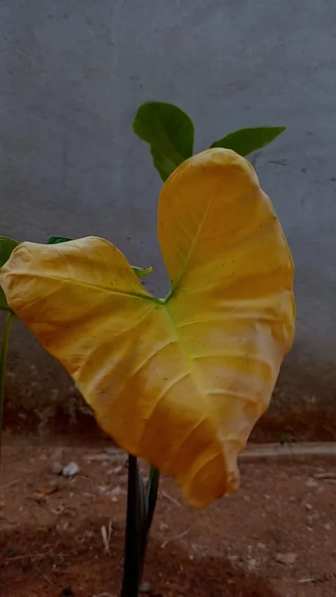 Discolored cocoyam leaf (Kontomire) at backyard garden. Stock Footage 312485417
