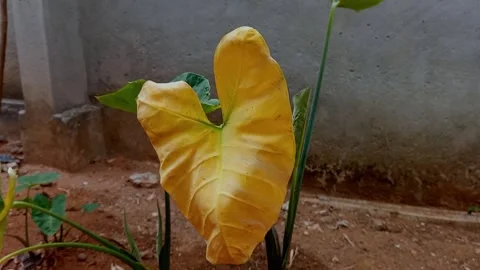 Discolored cocoyam leaf (Kontomire) at backyard garden. Stock Footage 315544840