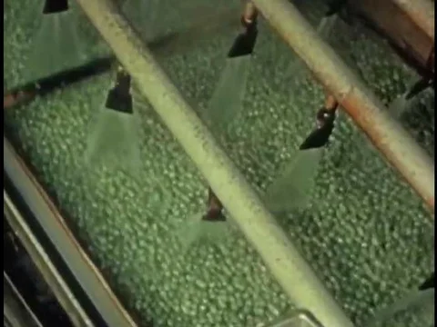 Discolored peas are removed as they travel on a conveyor belt and peas are shown Stock Footage