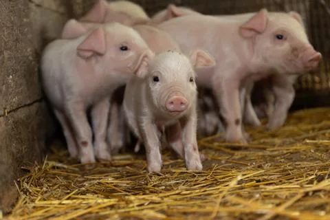 Discover the Adorable Piglets in Barn Setting, a picture of rural life and charm Stock Photos