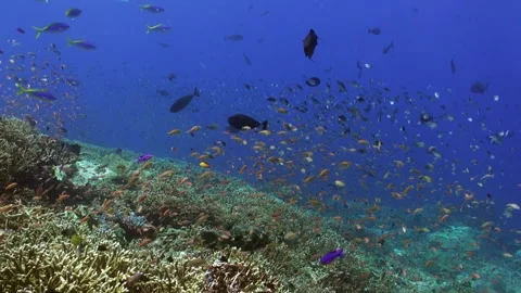 Discover astonishing array of fish species in underwater ocean of Bali. Video stock 244825247