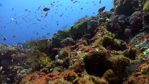 Discover captivating array of fish species inhabiting underwater ocean of Bali. Video stock 245092196