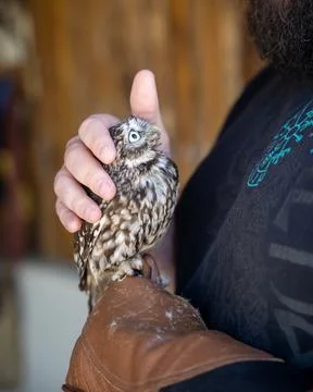 Discover the captivating charm of a Little Owl (Athene noctua) in this deligh Stock Photos