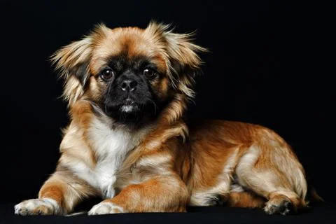 Discover Elegance: Close Up Studio Isolated Shot of an Adult Pekingese in Stock Photos