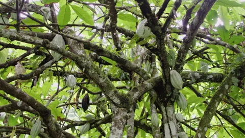 Discover the growth process of cacao plants in a beautiful plantation Stock Footage 321590479