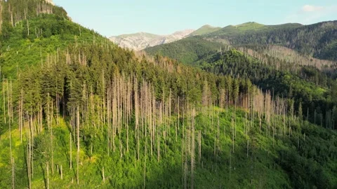 Discover High Tatras, Summer View of Slovakia National Park Sunny Morning Glory Stock Footage 270780190