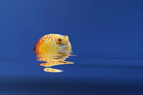 Discover Stock Illustration