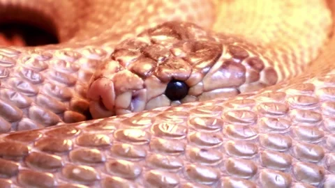 Discover the Intriguing World of Snakes in a Desert Habitat Vidéo 295306184