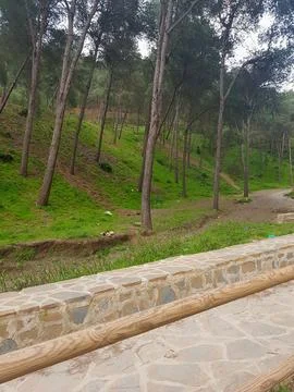 Discover the magic through the pine trees in the park Stock Photos