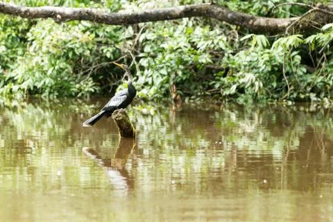 Discover the mesmerizing sight of anhinga or snakebird resting in the Stock-Fotos
