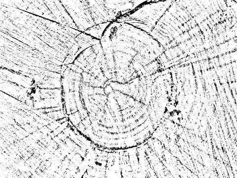 Discover the natural and unique vector grunge texture of cut wood Ilustración de archivo