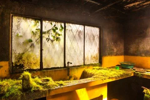 Discover our prototype kitchen,where fine irony meets vegetarian Foto stock