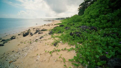 Discover the Serene Beach located in a breathtaking Tropical Paradise that Stock Footage 313818911