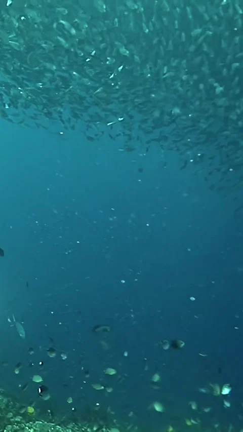 Discover a stunning tuna school in the vibrant Philippine waters Stock Footage 314065633