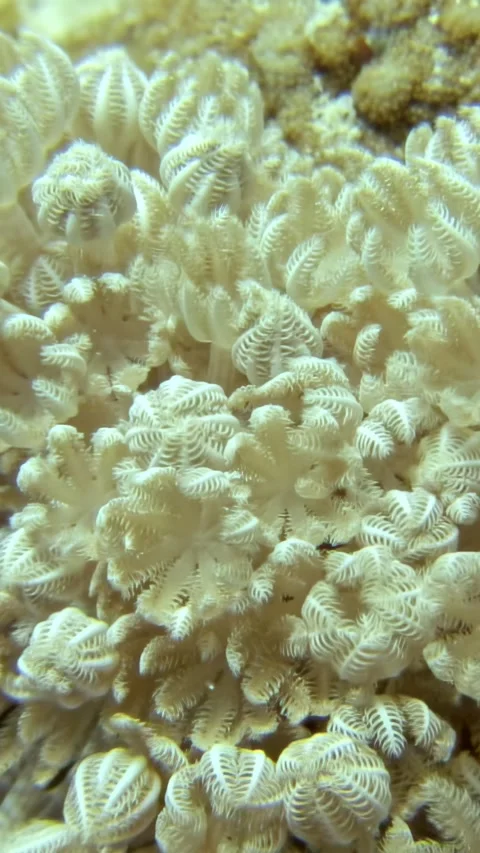 Discover tree soft corals in the Red Sea's vibrant underwater world Video stock 310469722