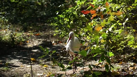 Local Wildlife Stock Videos – Royalty-Free HD & 4K Videos