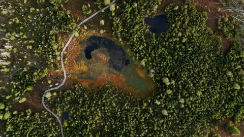 Discover winding paths and serene lakes in Bavarian Forest National Park Stock Footage 325628523