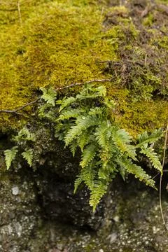 Discovered in the rock wall at the edge of the path Stock Photos